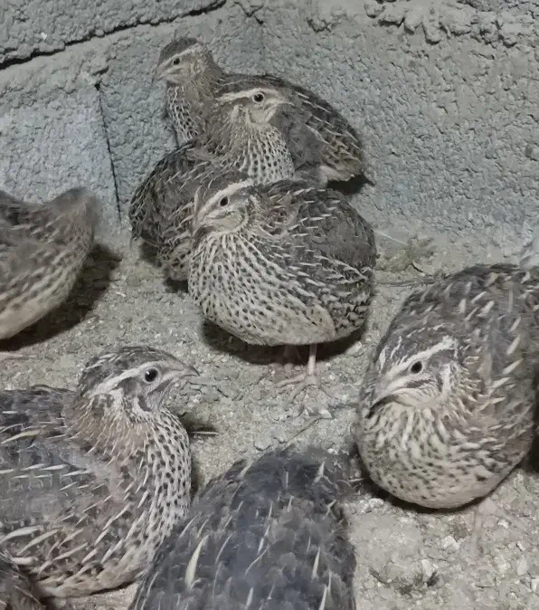 بلدرچین کانادایی بالغ|حیوانات مزرعه|کله گان, |دیوار