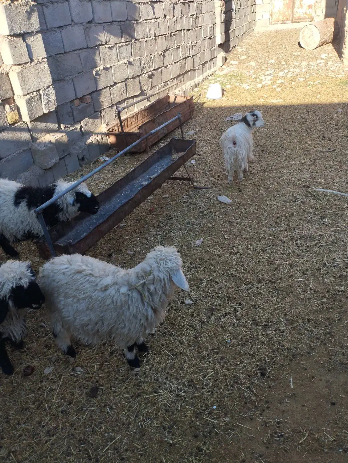 بره|حیوانات مزرعه|خوسف, |دیوار