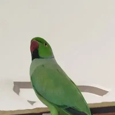 طوطی ملنگو|پرنده|سنندج, |دیوار