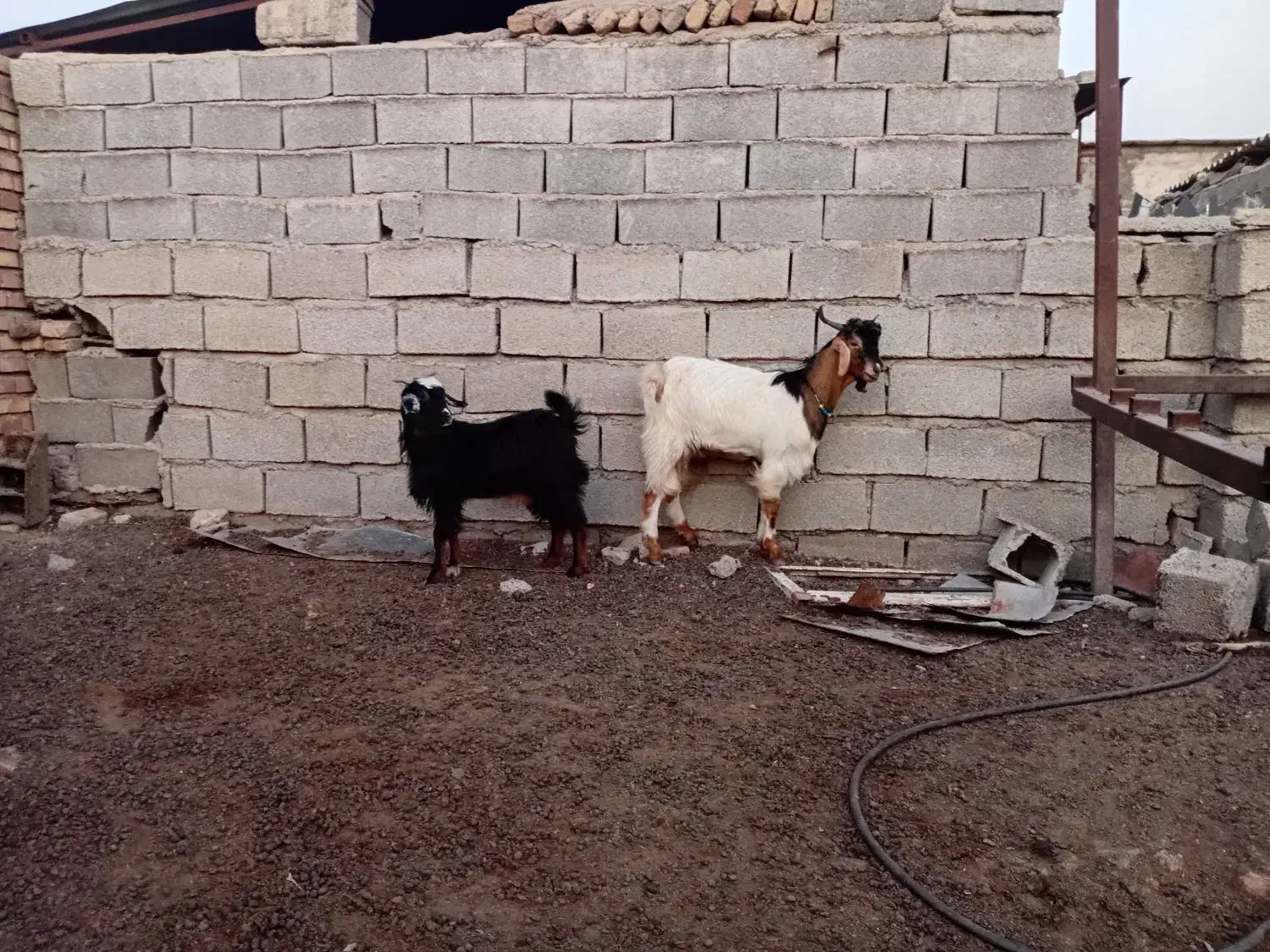 بزغاله|حیوانات مزرعه|خان ببین, |دیوار