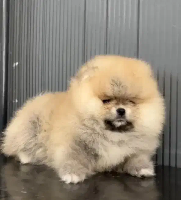 مجموعه پت راد|سگ|مشهد, چهارچشمه|دیوار