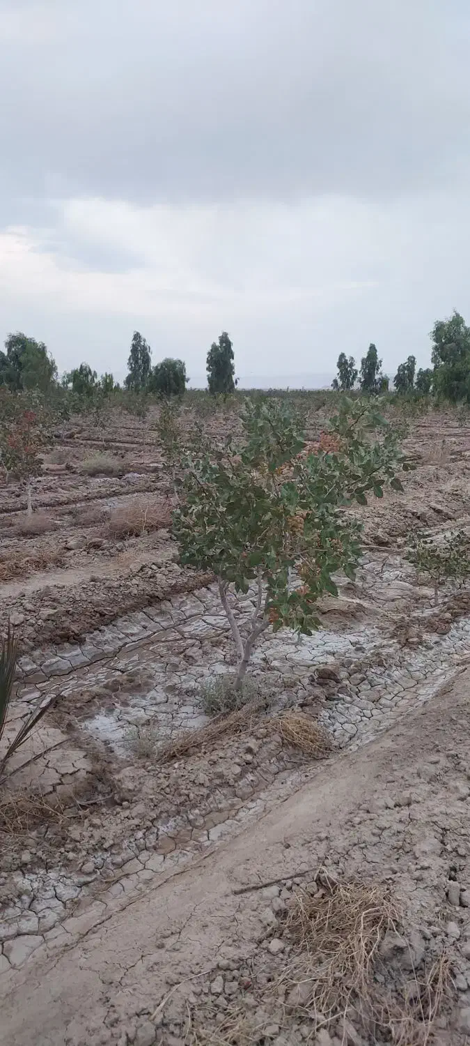 فروش و تهاتر باغ پسته اقساط|فروش زمین و ملک کلنگی|کوهنجان, |دیوار