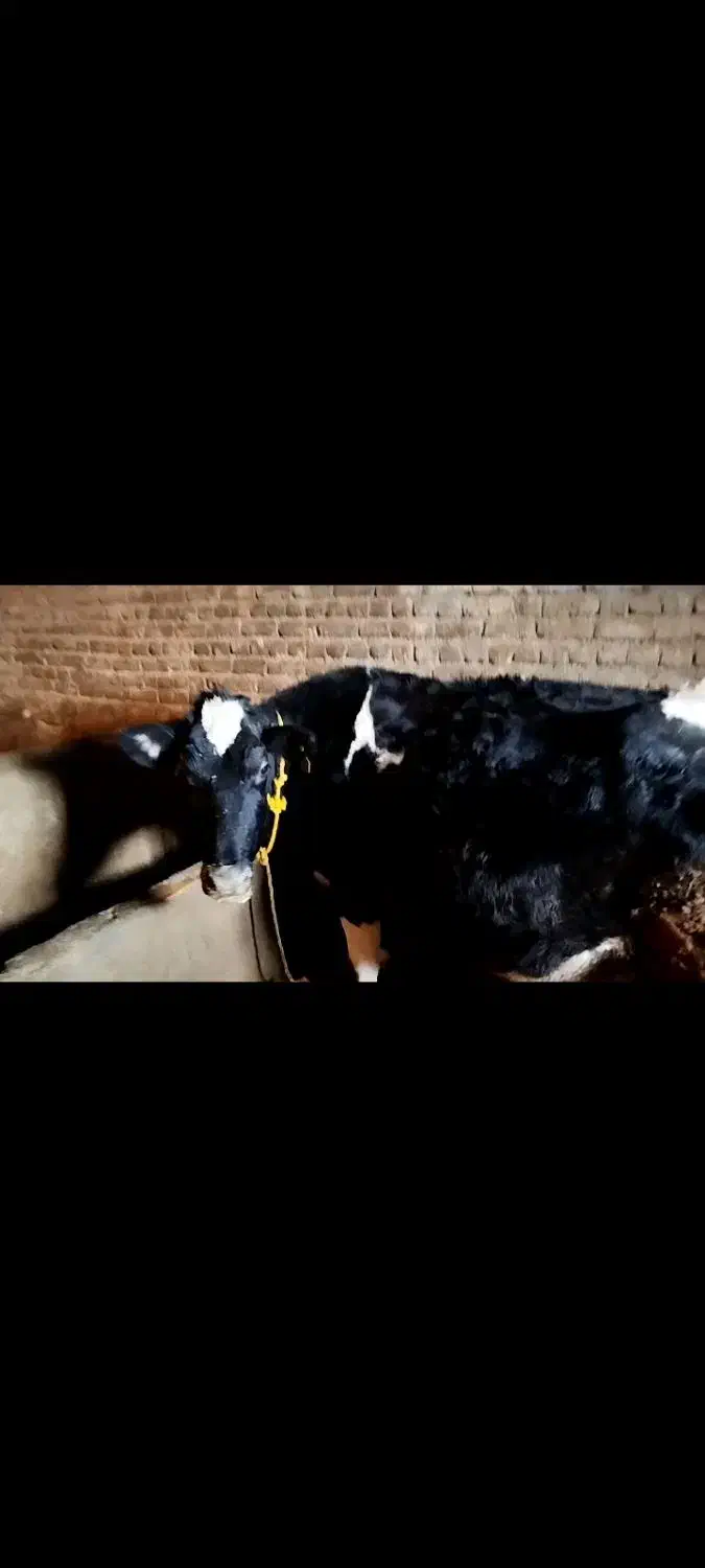 فروش گاو|حیوانات مزرعه|سلطانیه, |دیوار