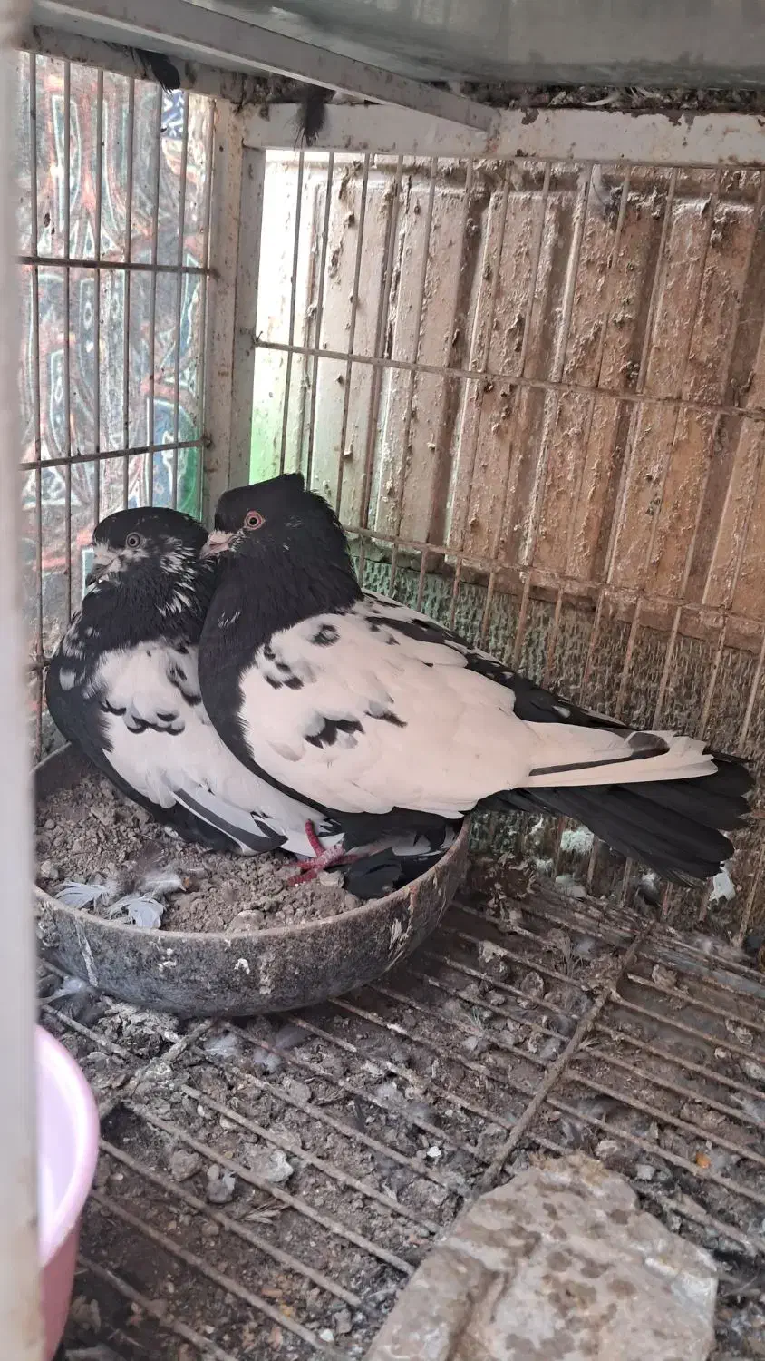 کبوتر سینه ای|پرنده|اصفهان, امامزاده اسماعیل|دیوار