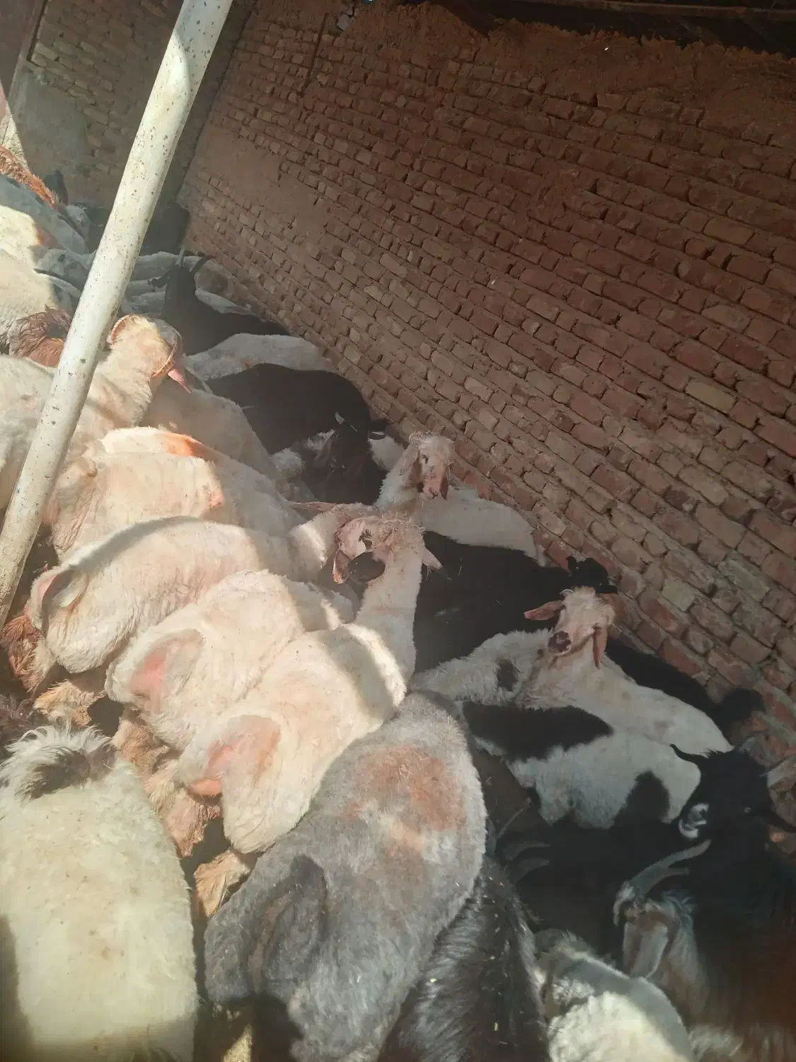 بره جفتی ۸۰|حیوانات مزرعه|سیدان, |دیوار