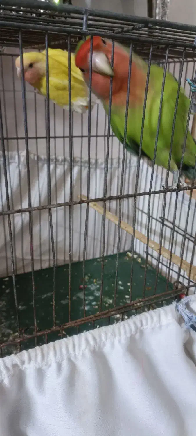 طوطی برزیلی مولدنروماده باجوجه|پرنده|چهاردانگه (تهران), |دیوار