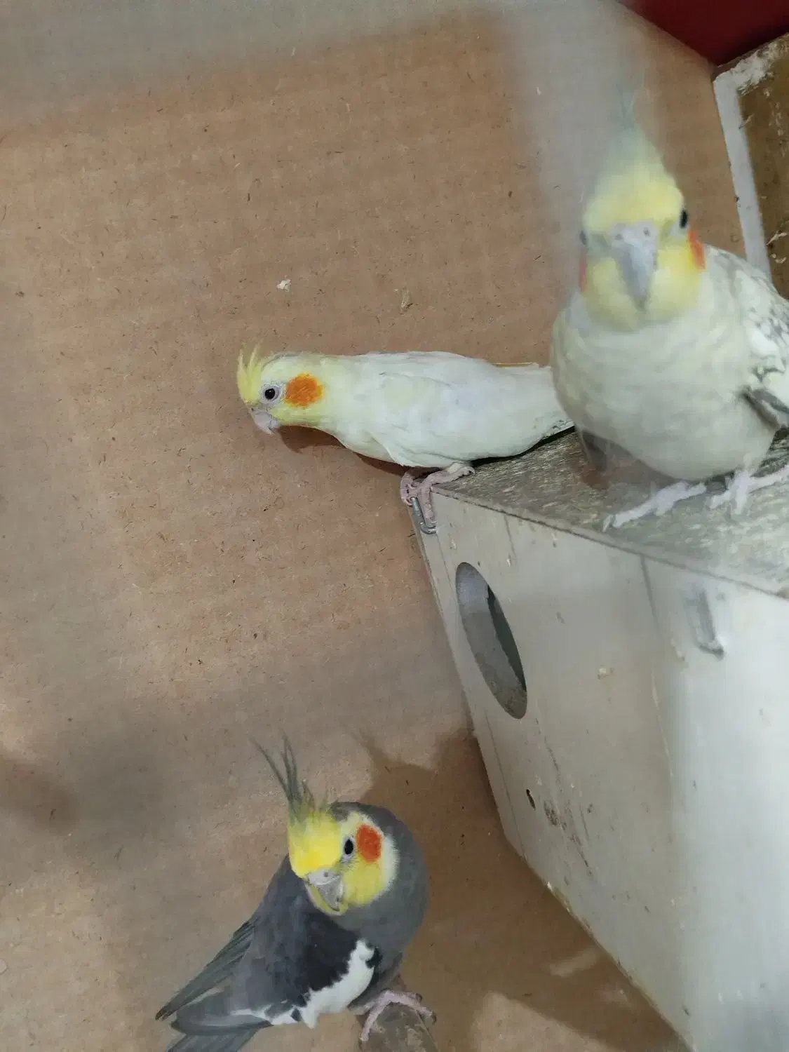 عروس هلندی|پرنده|هندیجان, |دیوار