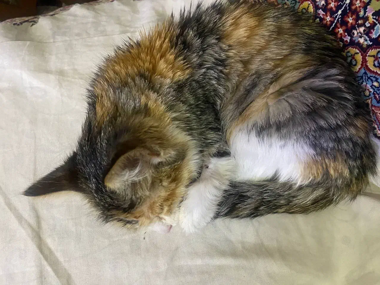 واگذاری بچه گربه|گربه|کرمان, |دیوار