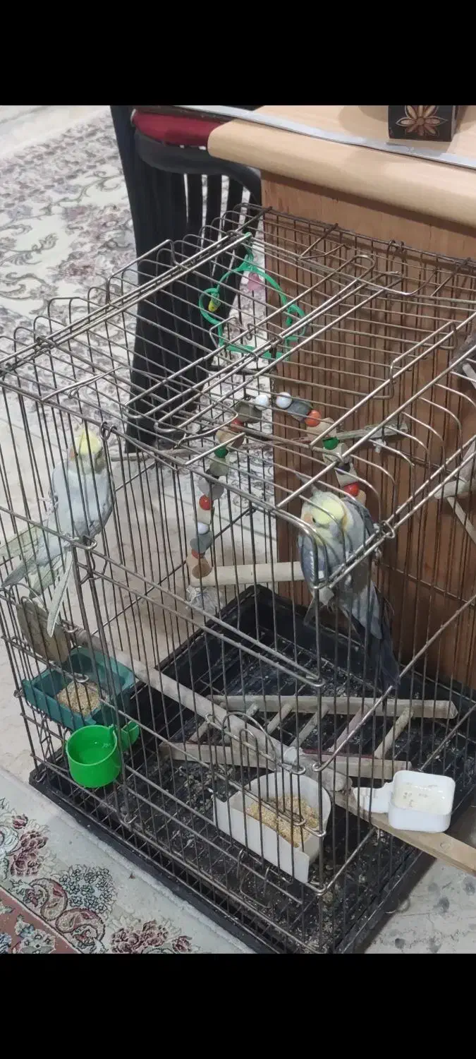 یک جفت عروس هلندی با قفس|پرنده|تهران, شمس‌آباد|دیوار