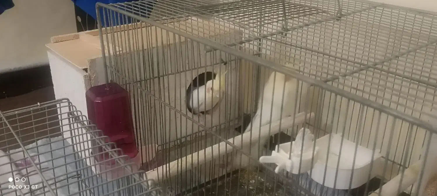 جفت عروس هلندی لوتینو|پرنده|شاهینشهر, کوی مهدیه|دیوار