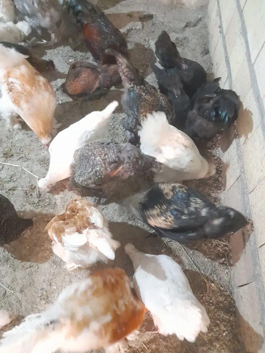 مرغ و خروس پا پر نژاد دار|پرنده|رودبار, |دیوار