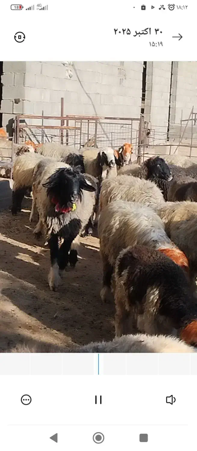 میش|حیوانات مزرعه|شهرضا, |دیوار