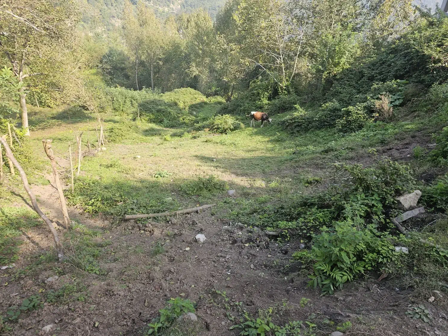 زمین عالی ۳۶۵ متر لفور مرزیدره داخل بافت|فروش زمین و ملک کلنگی|آلاشت, |دیوار