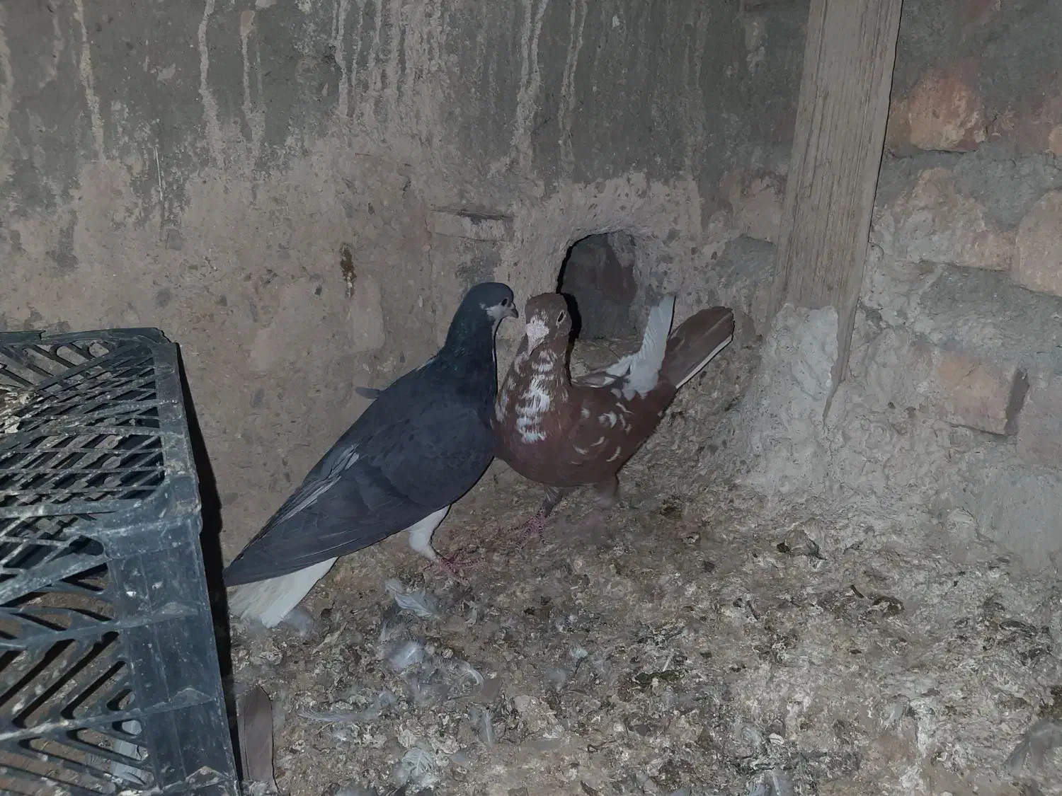 نر و ماده|پرنده|سراوان, |دیوار