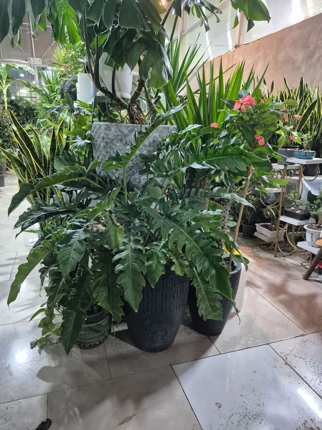 یوکا|گل و گیاه طبیعی|مشهد, شهرک صنعتی توس|دیوار