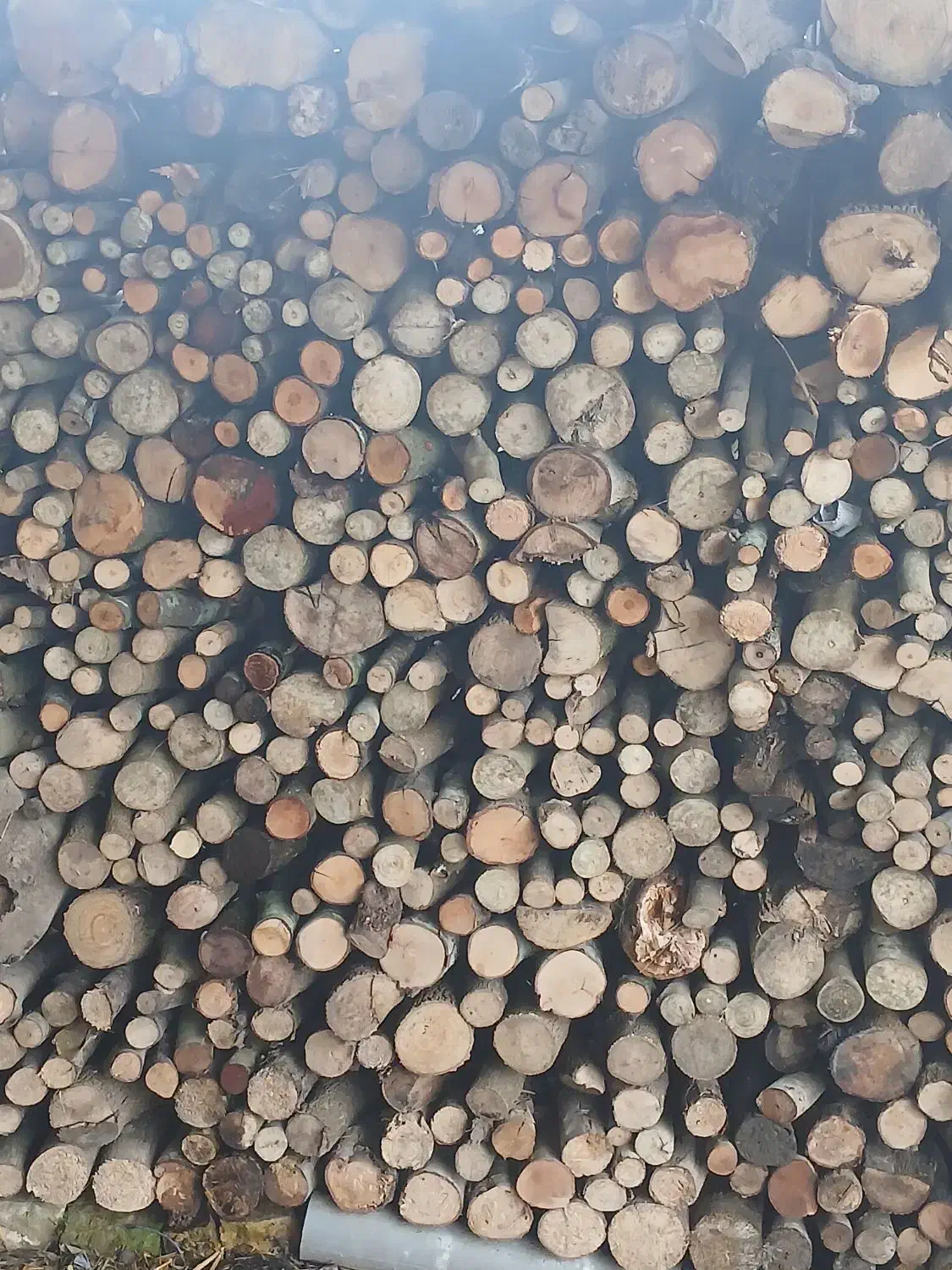 هیزم|حراج|رشت, حومه رشت|دیوار