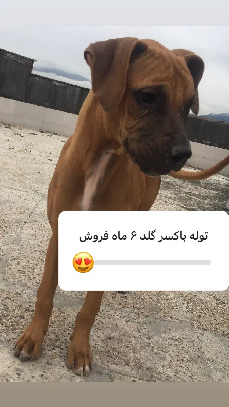 کن کورسو گلد سایز درشت|سگ|نوشهر, |دیوار