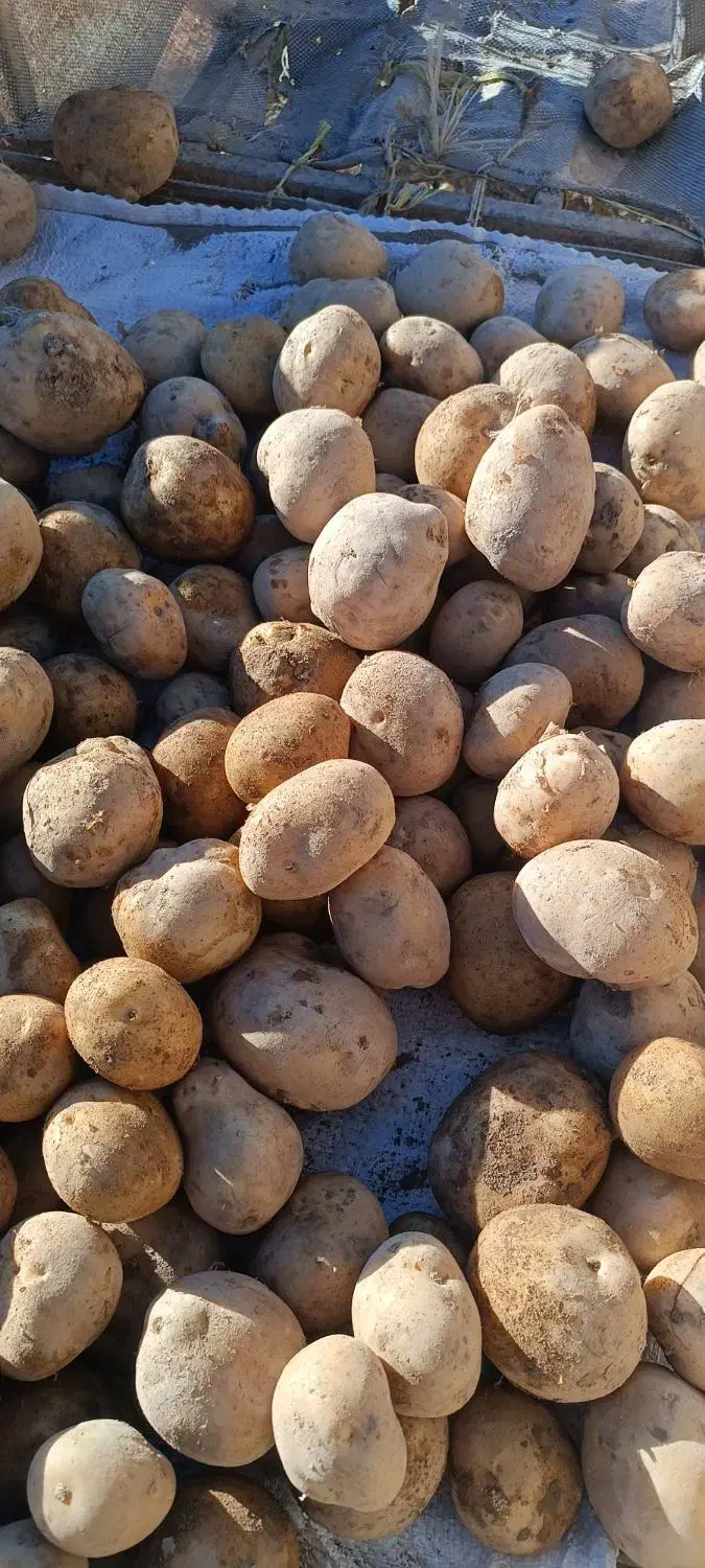 فروش سیب زمینی سانتا|خدمات باغبانی و درختکاری|تهران, پارک شهر|دیوار