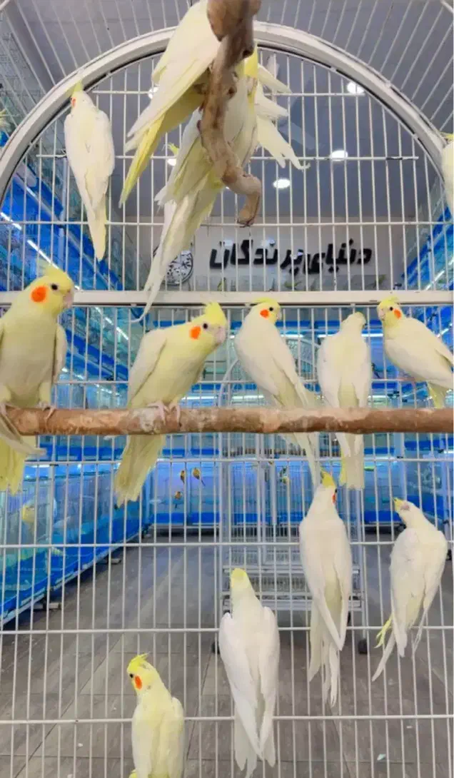 عروس هلندی|پرنده|شیراز, لب آب|دیوار