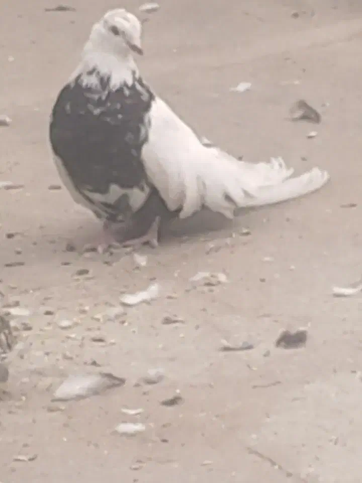 فروشی دم سیاه نر جوان|پرنده|میانه, |دیوار