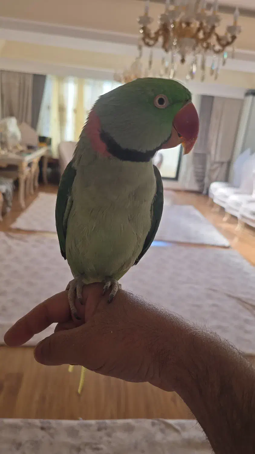 شاه طوطی نر سخنگو|پرنده|تبریز, |دیوار