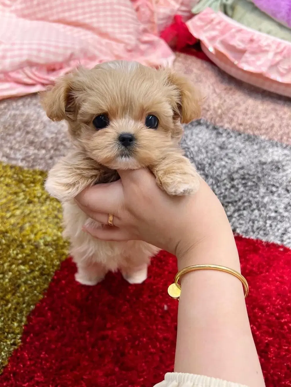 poodle maltese|سگ|تهران, مخصوص|دیوار