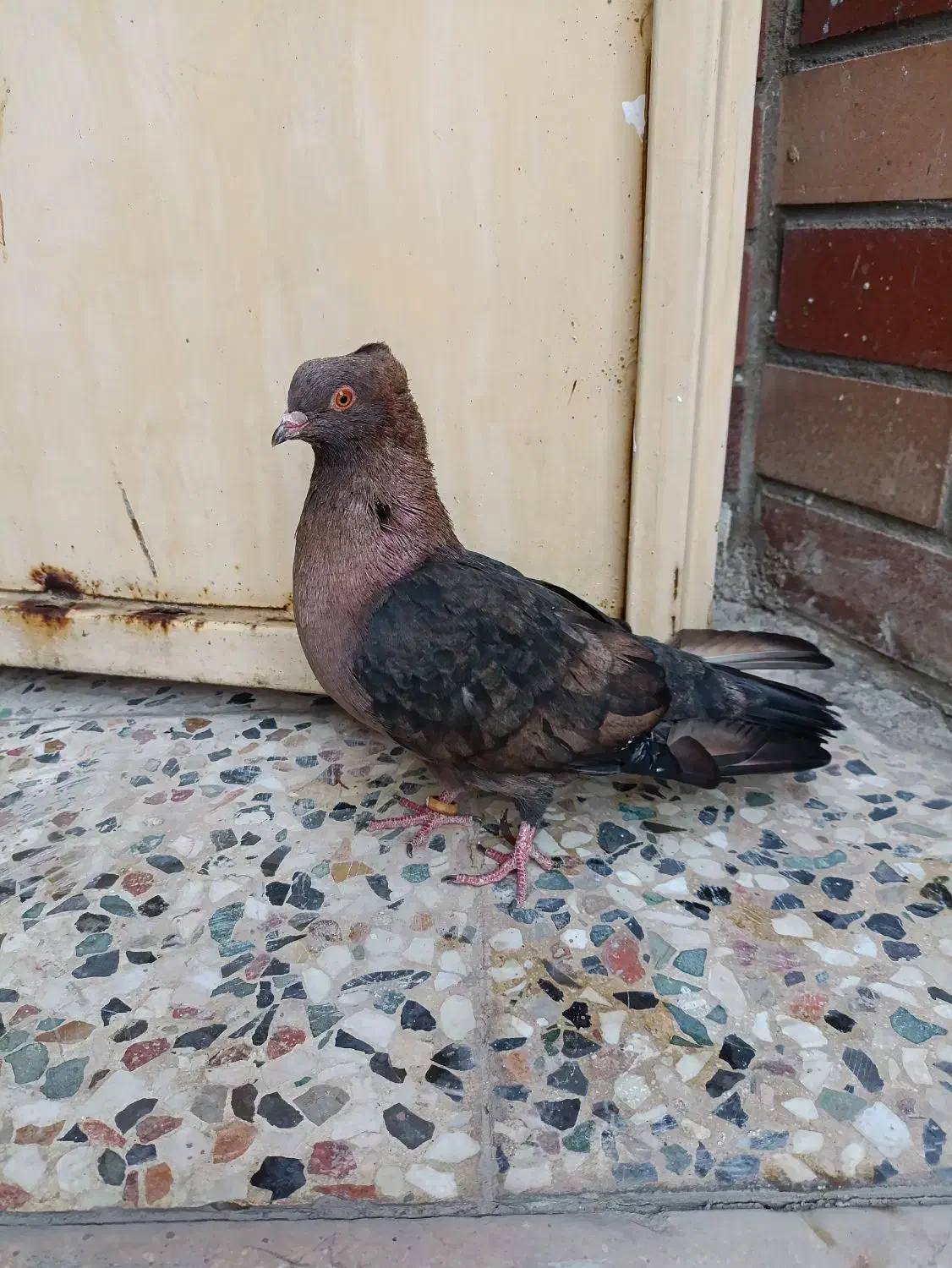 کبوتر ارشینگل|پرنده|مسجد سلیمان, |دیوار