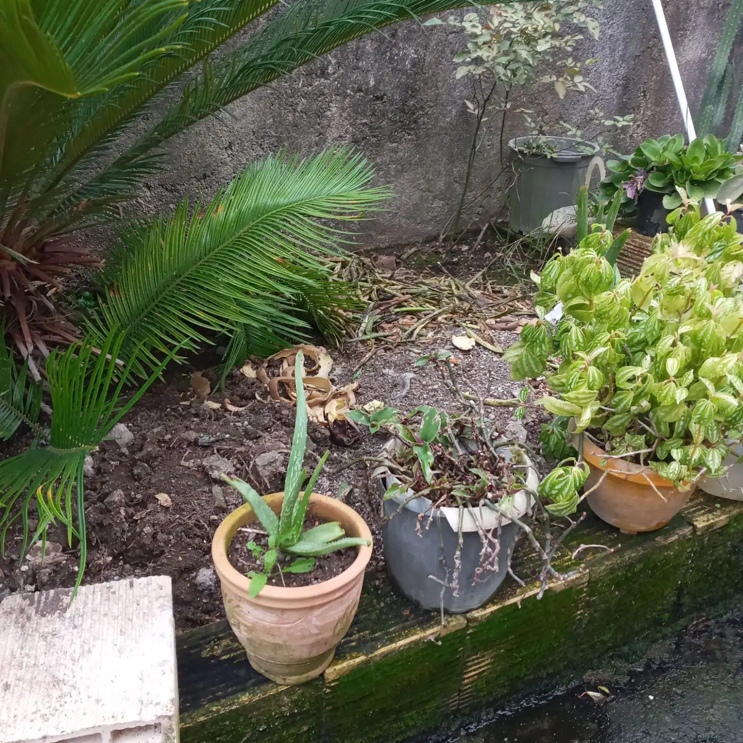 فروش فوری گل وگیاه|گل و گیاه طبیعی|بندر انزلی, نامجو|دیوار