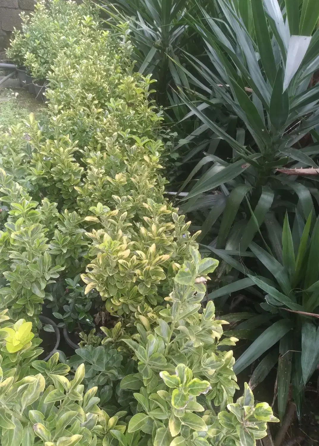 پالم شمشادباباادم|گل و گیاه طبیعی|املش, |دیوار