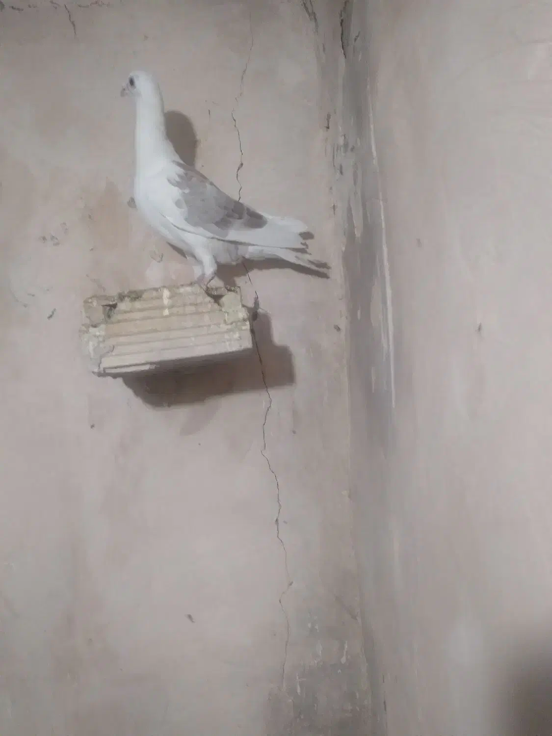 کفتر گرفتنی کویتی زرد وکویتی اتشی|پرنده|تربتحیدریه, ترمینال|دیوار