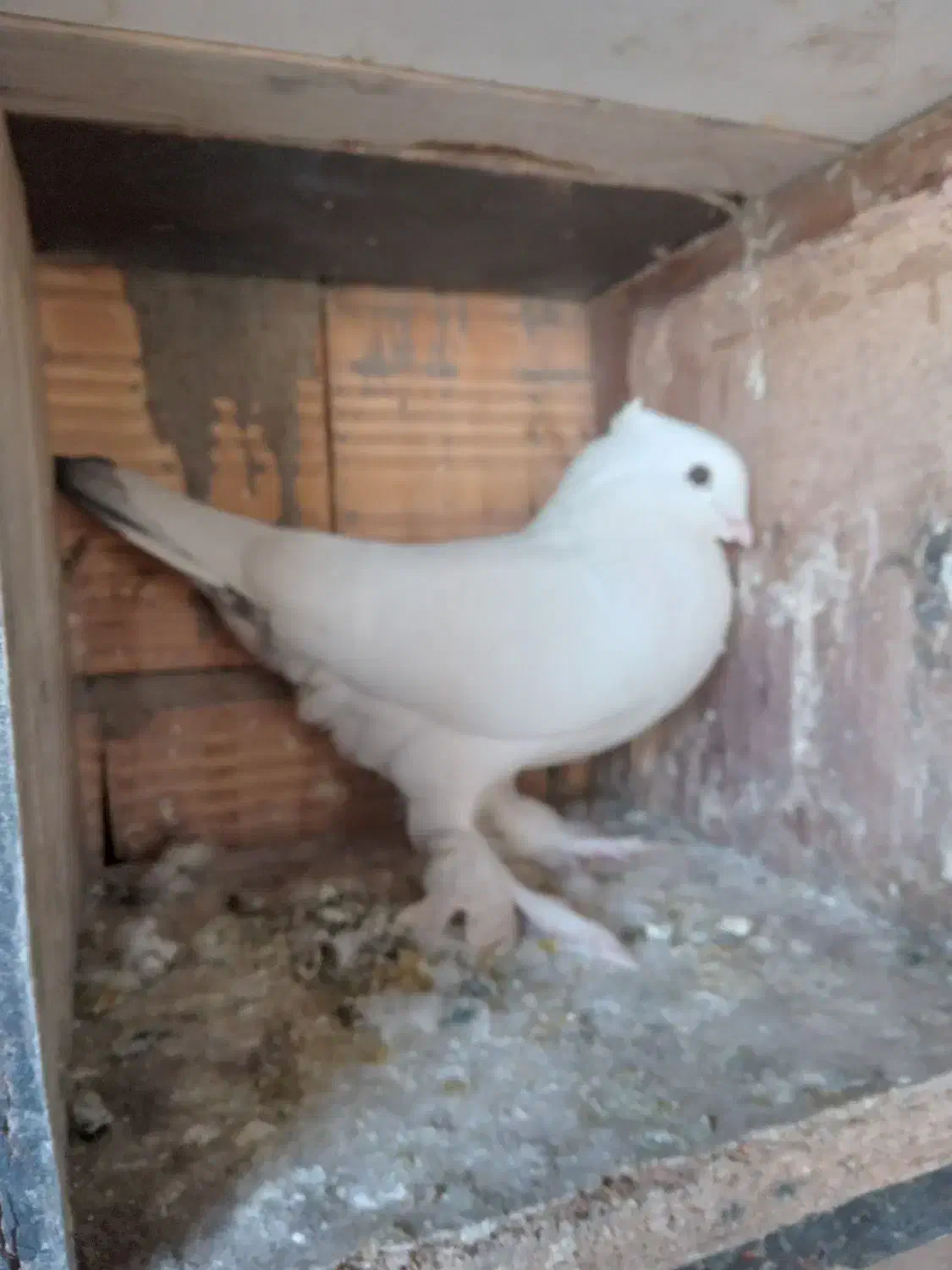 جوجه مغلوف|پرنده|قنوات, |دیوار