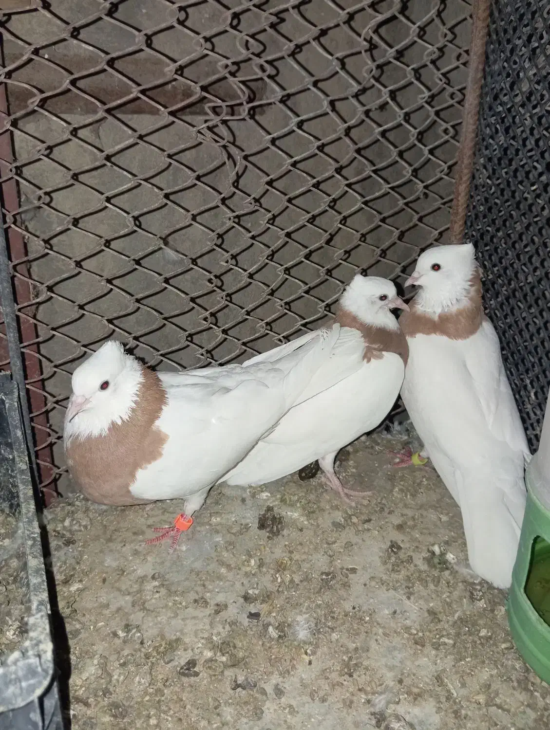 طوق زرد|پرنده|زابل, |دیوار