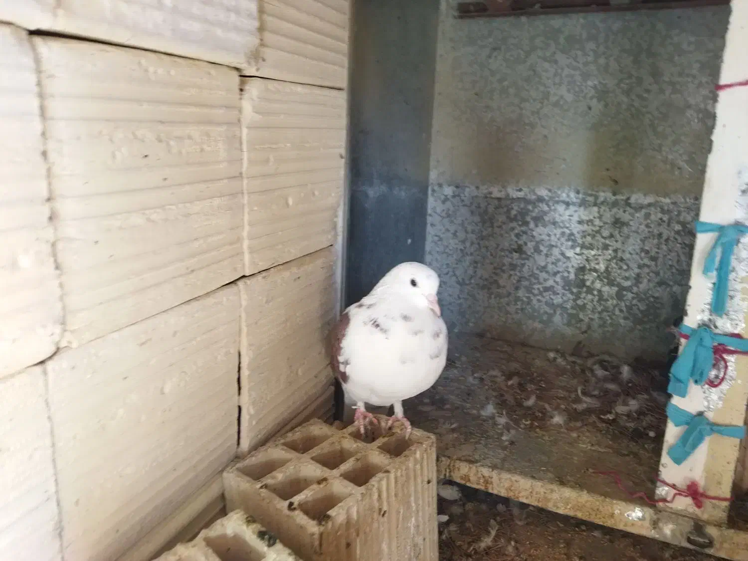 چند عدد کفتر|پرنده|مه ولات, |دیوار