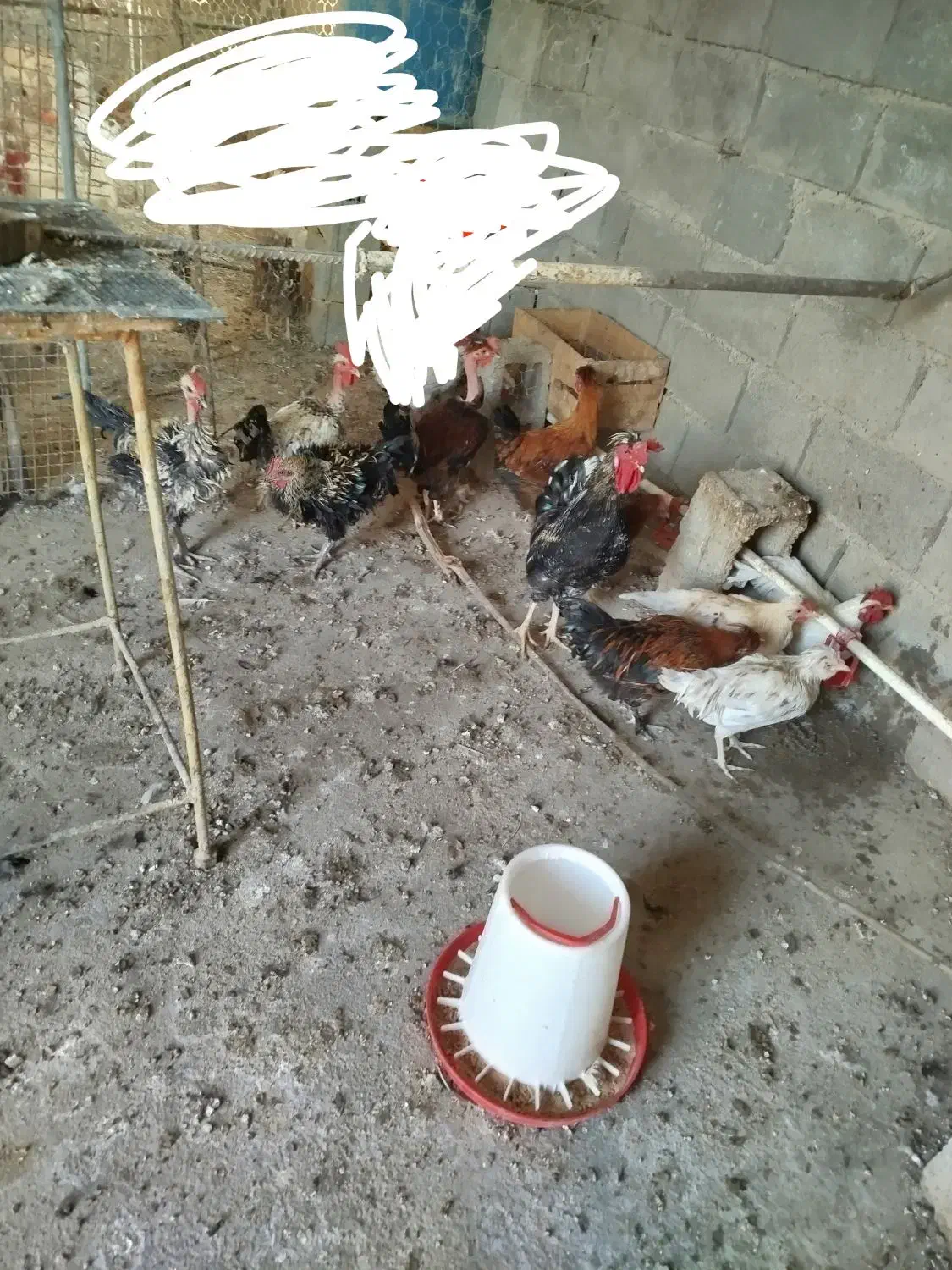 مرغ.خروس.گردن لخت.گردن ریت.فرفری|حیوانات مزرعه|امیدیه, |دیوار