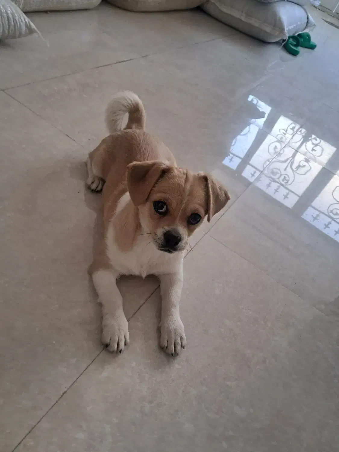 واگذاری هاپوی خانگی|سگ|آباده, |دیوار