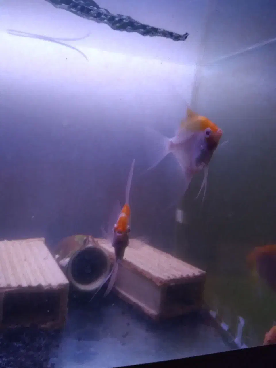 فروش انجل مولد|ماهی|مراغه, |دیوار