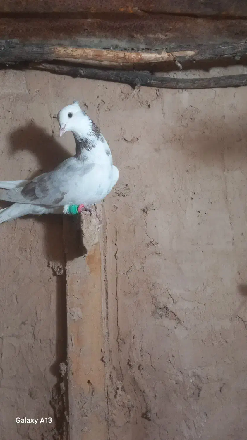 دوتا کفتر هوایی|پرنده|اسفراین, |دیوار