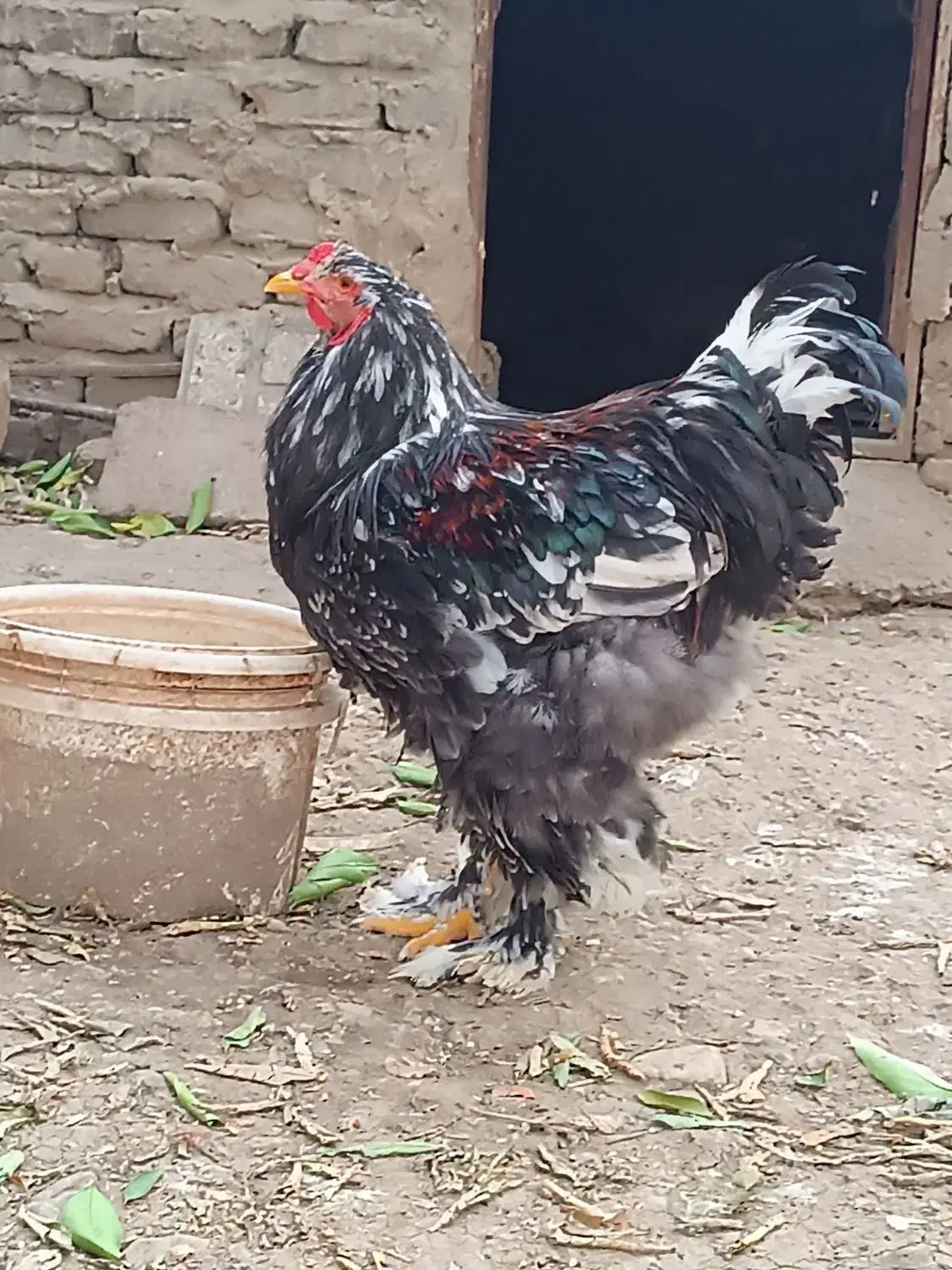 خروس برهما|حیوانات مزرعه|مینودشت, |دیوار