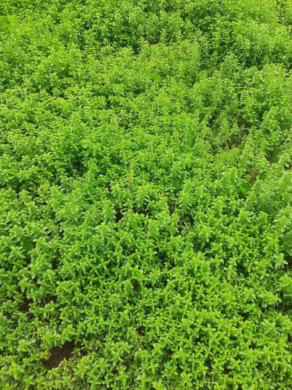 خالیواش|خوردنی و آشامیدنی|کوچصفهان, |دیوار