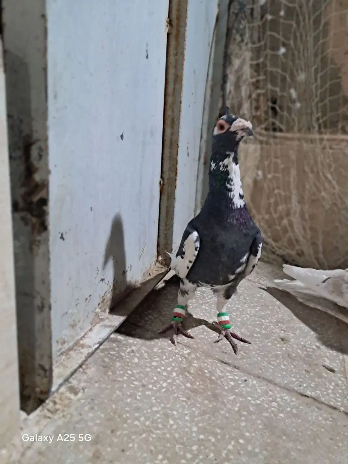 سده هفرنگ و پلنگ|پرنده|سبزوار, سجاد|دیوار