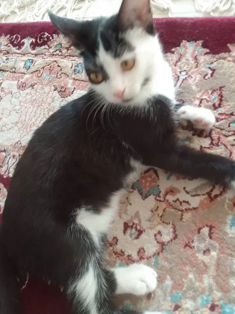 دو تا گربه نر و ماده بازی گوش|گربه|هشتگرد, فاز ۷ مهستان|دیوار