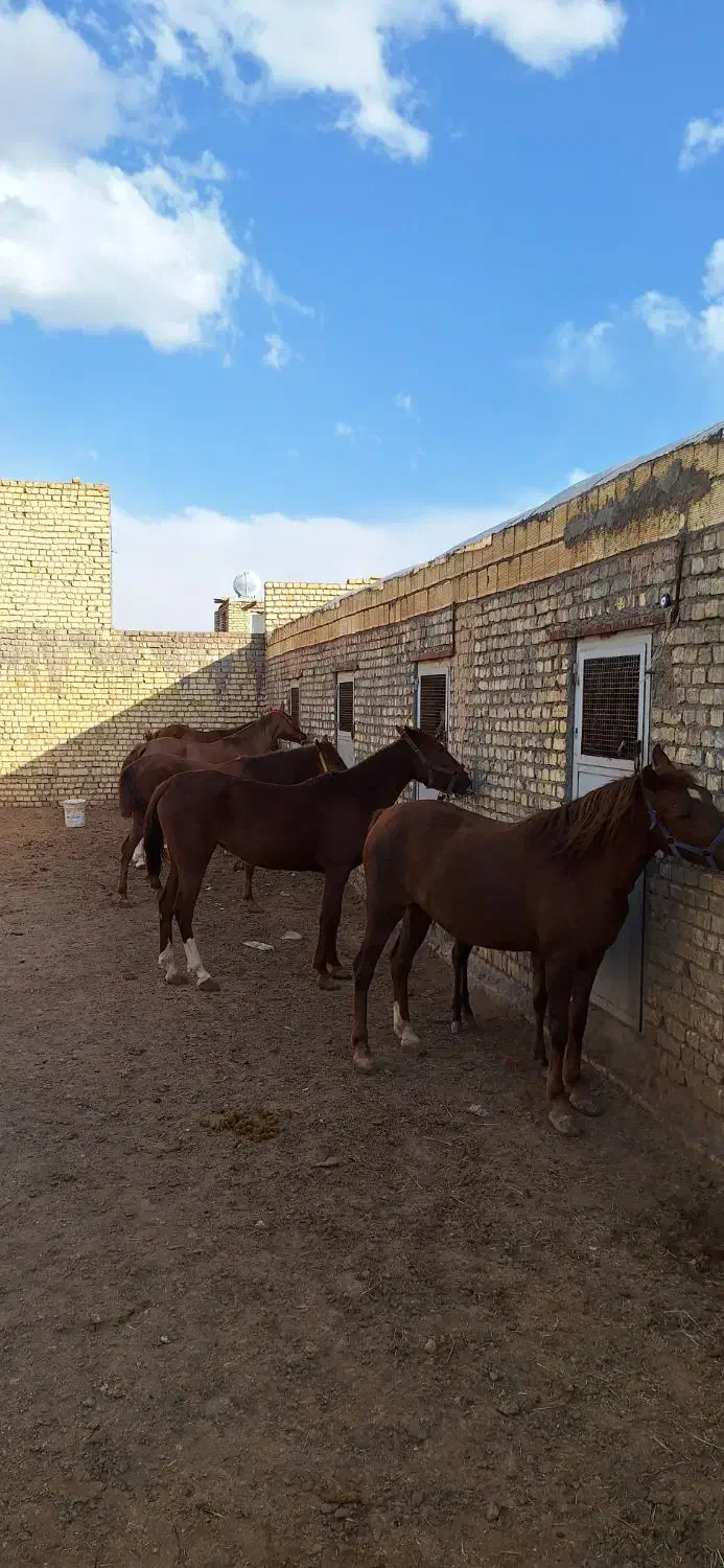 خرید وفروش اسب قیمت مناسب (پالونی)|اسب و تجهیزات اسبسواری|لنجان, |دیوار