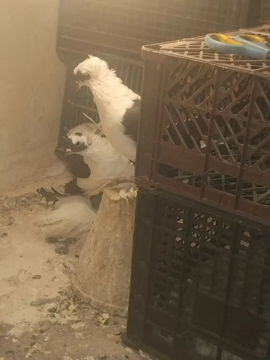 کفتر ابلاغ|پرنده|تبریز, |دیوار