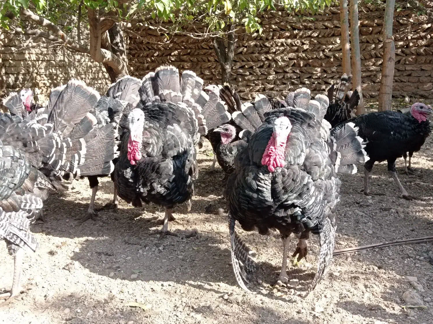 بوقلمون زنده|حیوانات مزرعه|قیدار, |دیوار