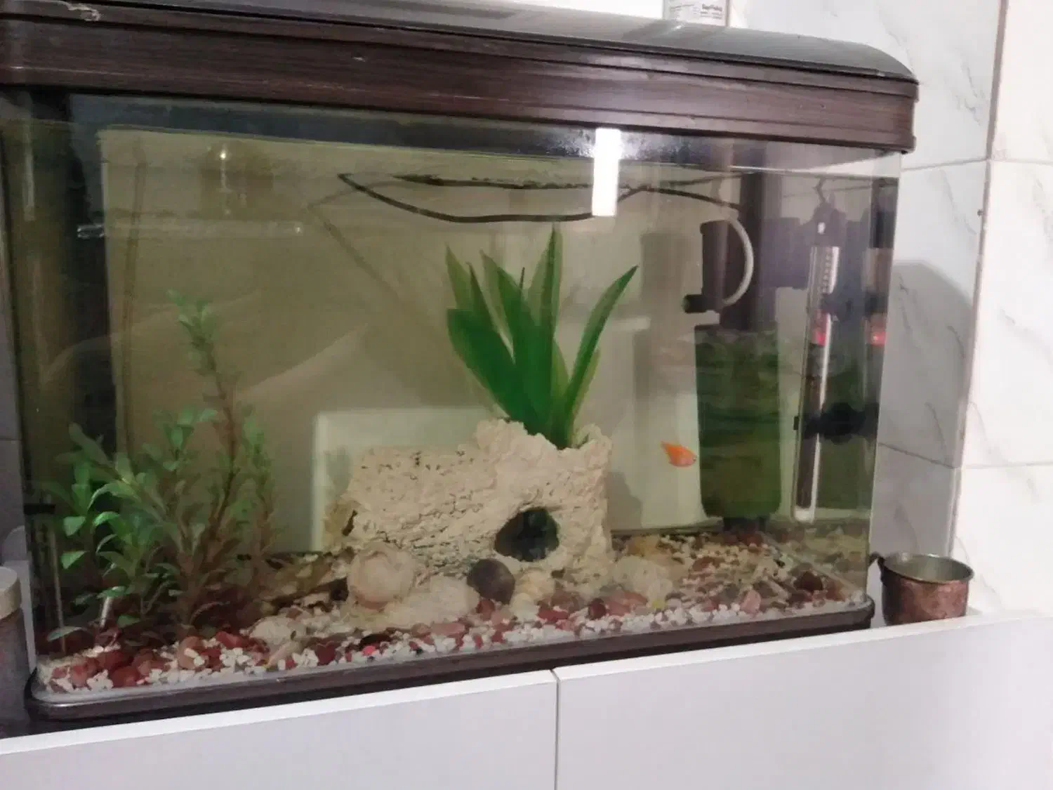 آکواریوم ماهیران|ماهی|محمدشهر, ولدآباد|دیوار