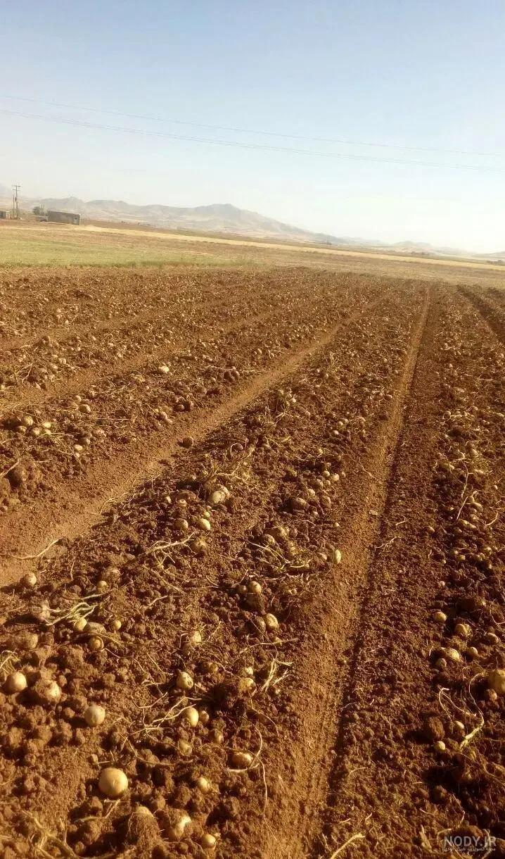 فروش زمین کشاورزی در روستای مهاجران خاک|فروش زمین و ملک کلنگی|مهاجران, |دیوار