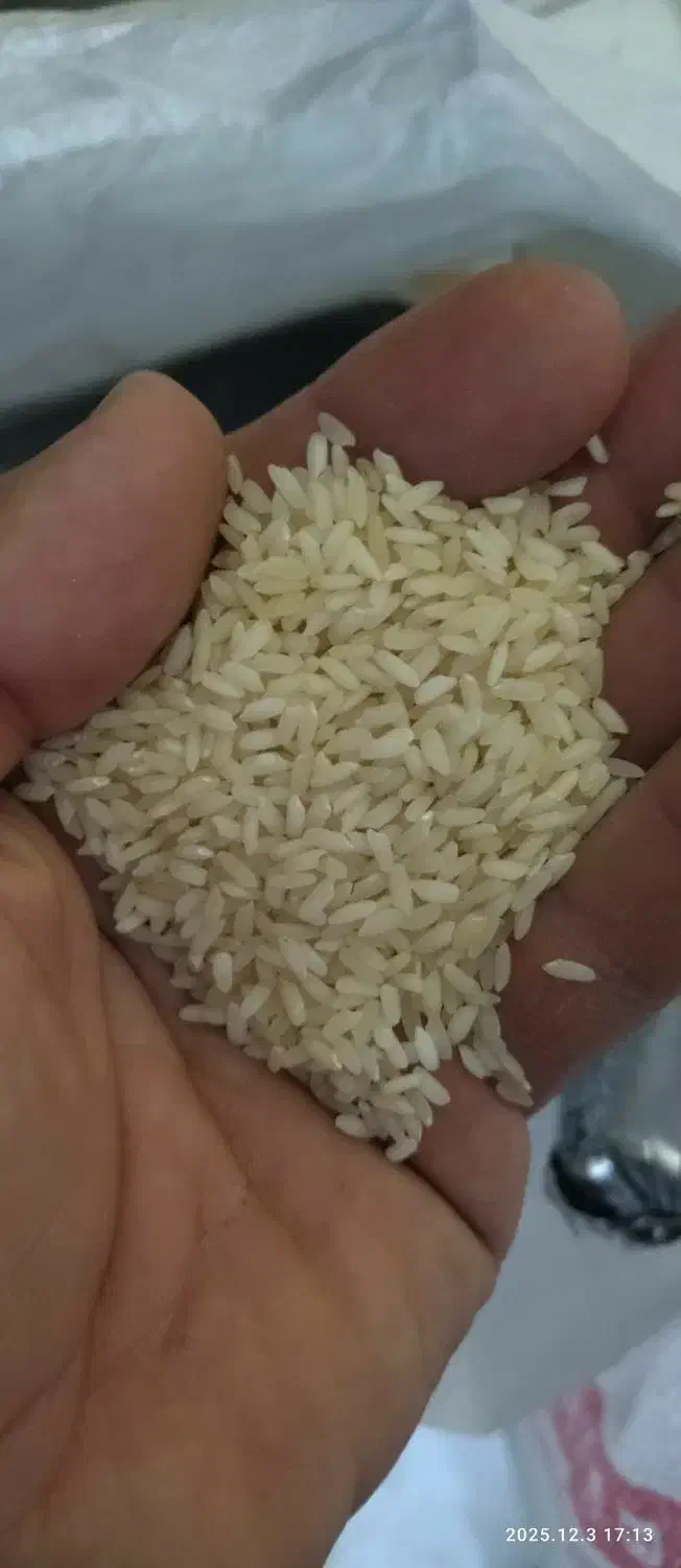 برنج گسترش و اروگوئه|خوردنی و آشامیدنی|نورآباد, |دیوار