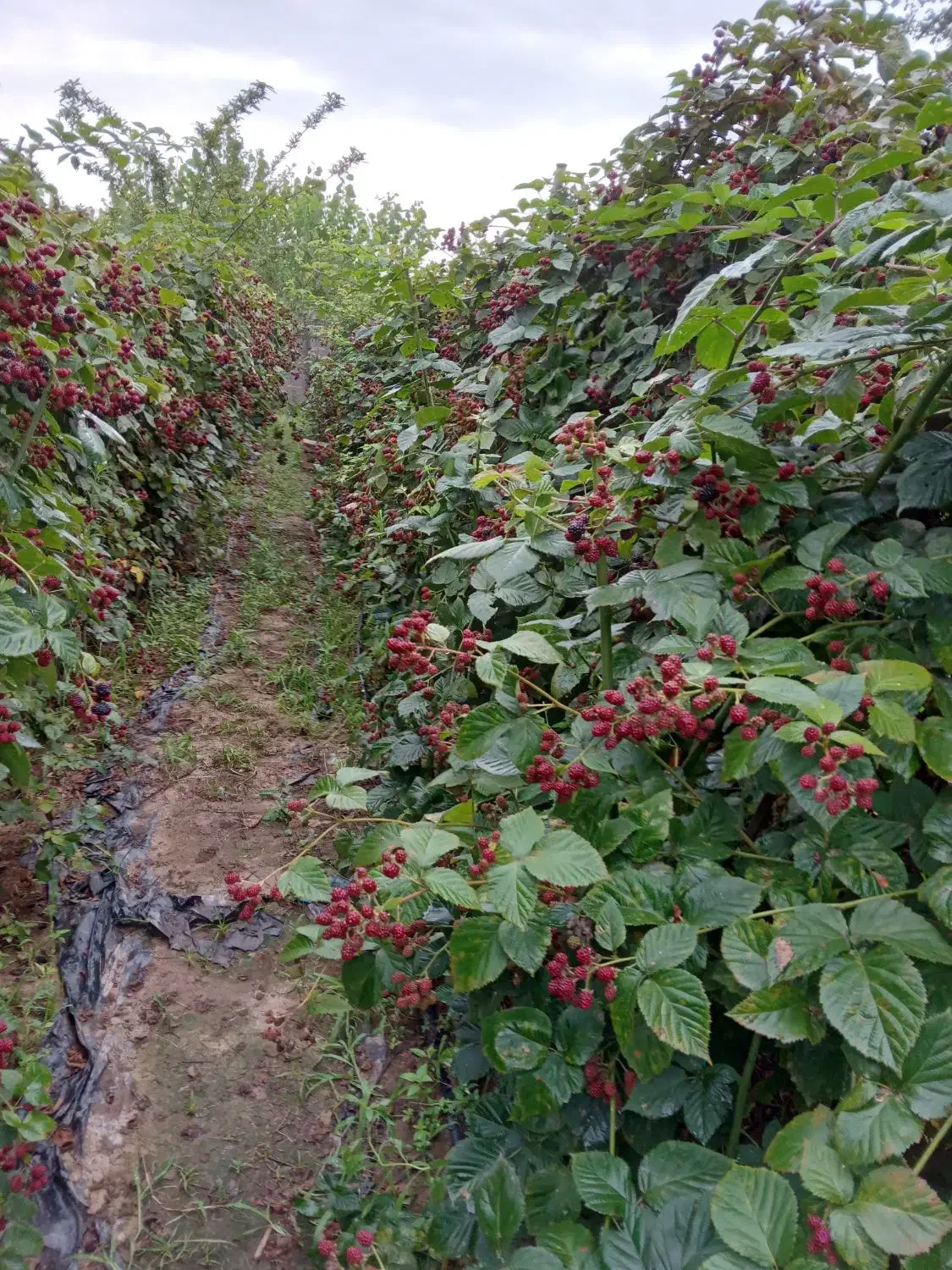 بوته تمشک اصلاح شده بدون خار|خدمات باغبانی و درختکاری|تولم شهر, |دیوار