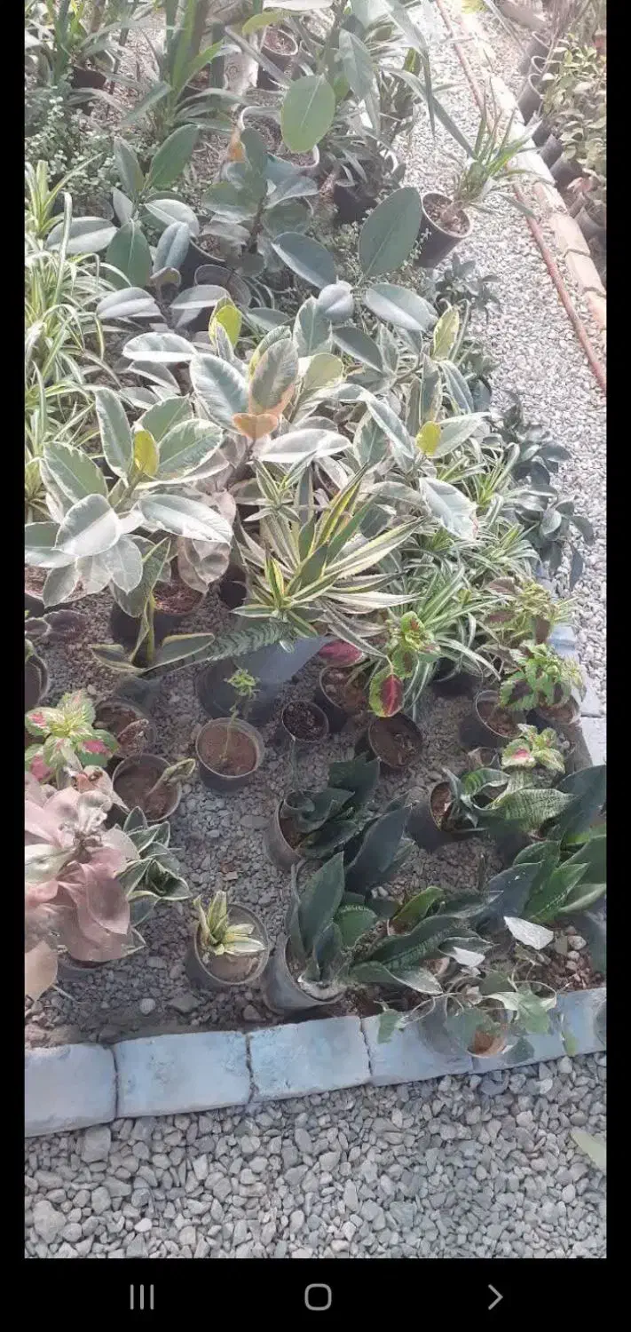 واگذاری گلخانه|گل و گیاه طبیعی|یزد, |دیوار