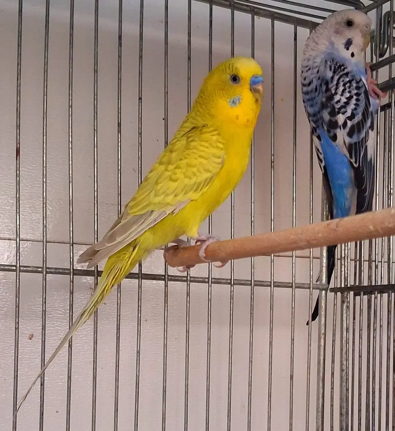 مرغ عشق مولد با جوجه های تازه دونخور و تخم و لانه|پرنده|شاهین‌شهر, مسکن مهر|دیوار